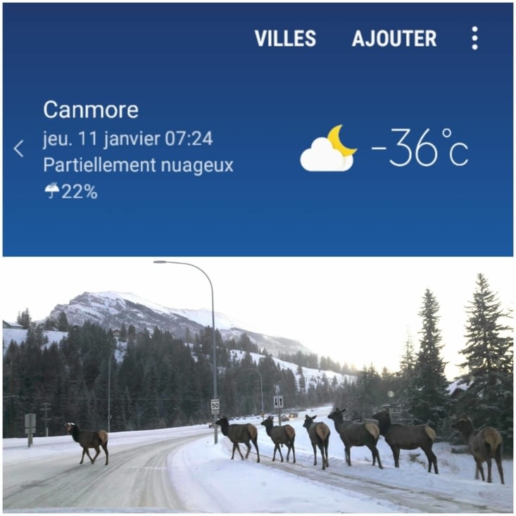 Aïe aïe ça piquotte !