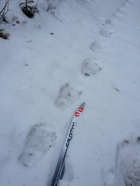 Le ski de Manon paraît tout petit à côté de ces traces d'ours !