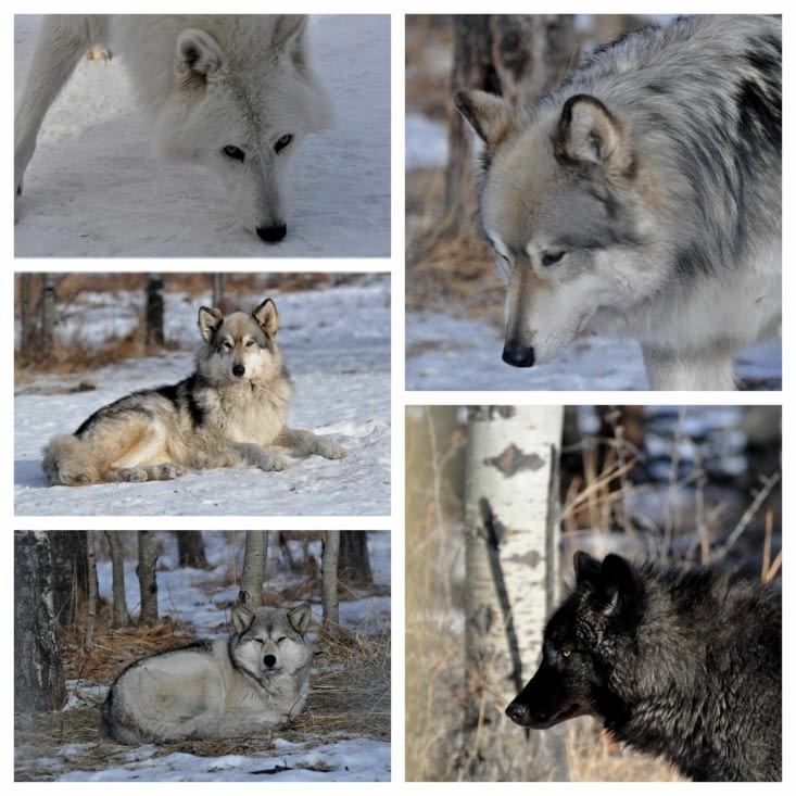 Trop mimi les wolfdogs !!