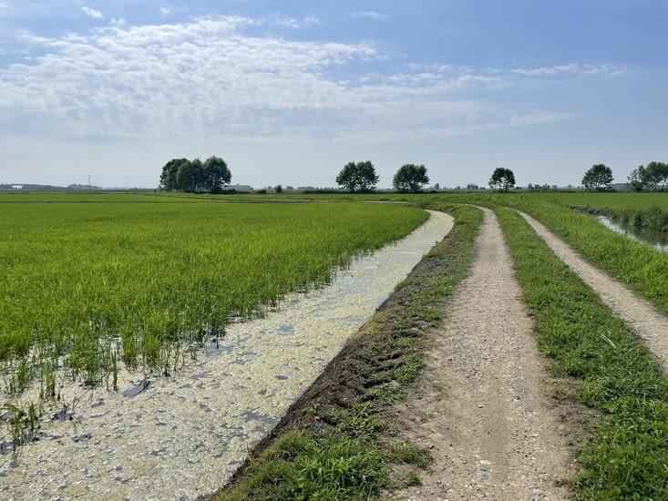 La via Francigena emprunte les chemins agricoles entre les rizières.
