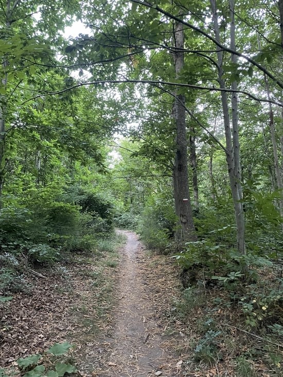 Le chemin est agréable ce matin