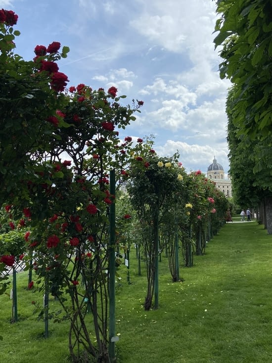 Les jardins autour de la Hofburg avec leur centaine de rosiers 🌹