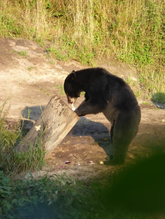 Mais qu'est-ce qu'il y a au fond ?