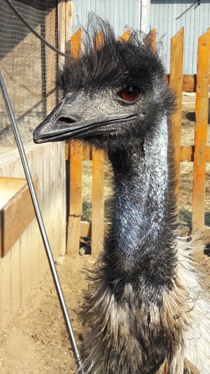 Un petit tour à la ferme avec la rencontre d'un Emeu