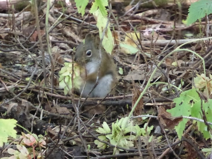 Et un autre copain !