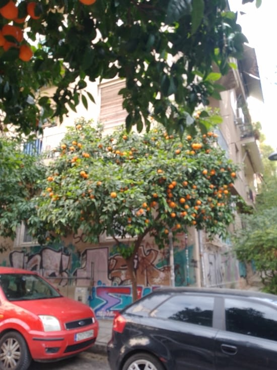 arbre assez communément croisé dans Athènes...fruits non comestibles (mais très tentant)