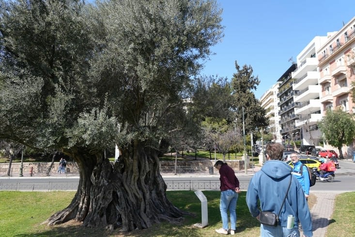 Olivier 15 fois centenaire