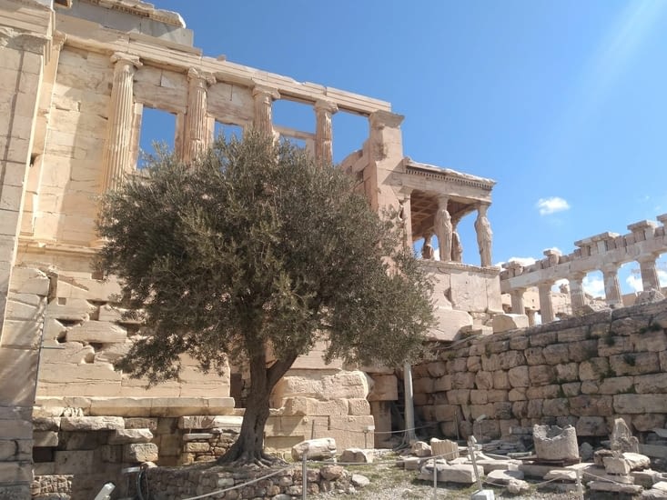 L olivier de la paix...