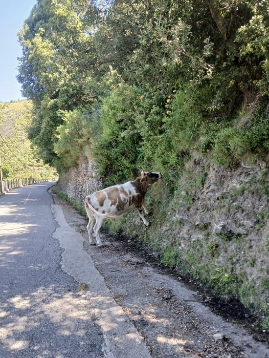 Vache grimpante