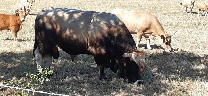 Taureau de race Aubrac
