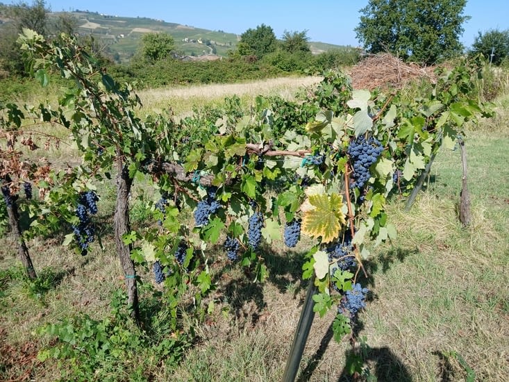 On a gouté..trés bon raisin!