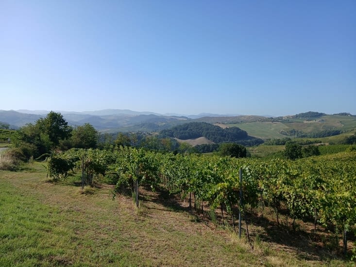 Vers Castelggio...les vignes et le relief