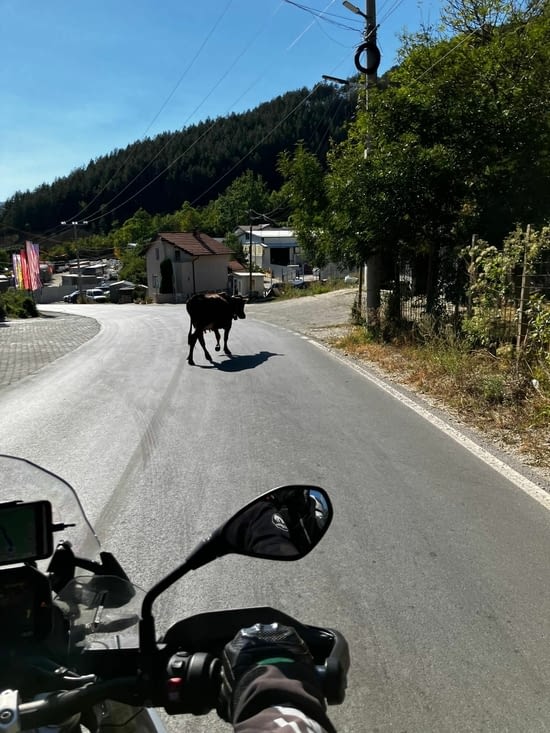 Vache vagabonde