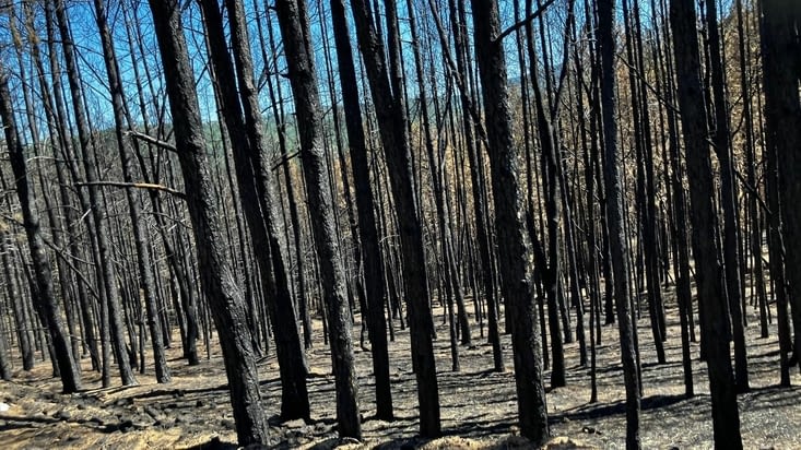 Foret brulée recemment..