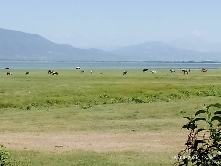Chevaux au lac Kerkini