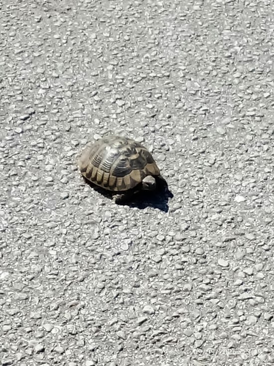 Tortue ..sauvée par Franck qui l aidera à traverser