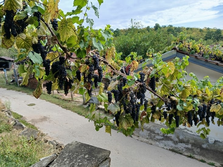 Raisin en libre service