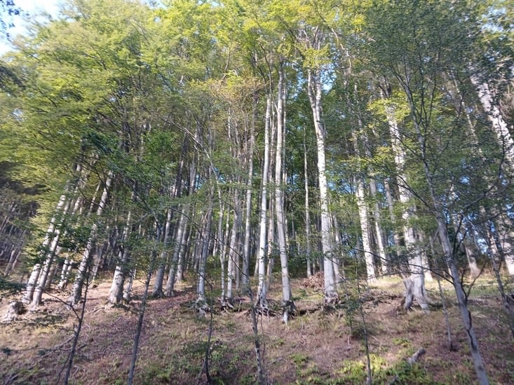 Foret bulgare