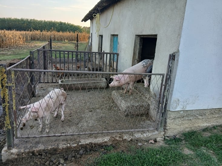 Cochons bosniaques