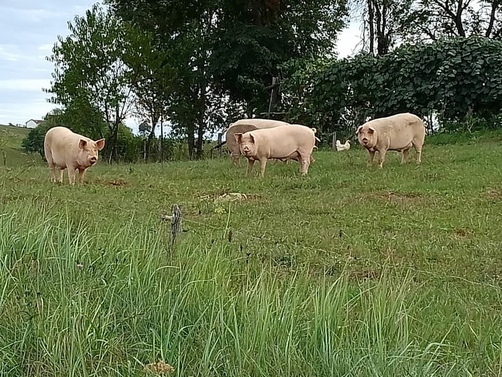 Cochons mignons ( en Croatie)