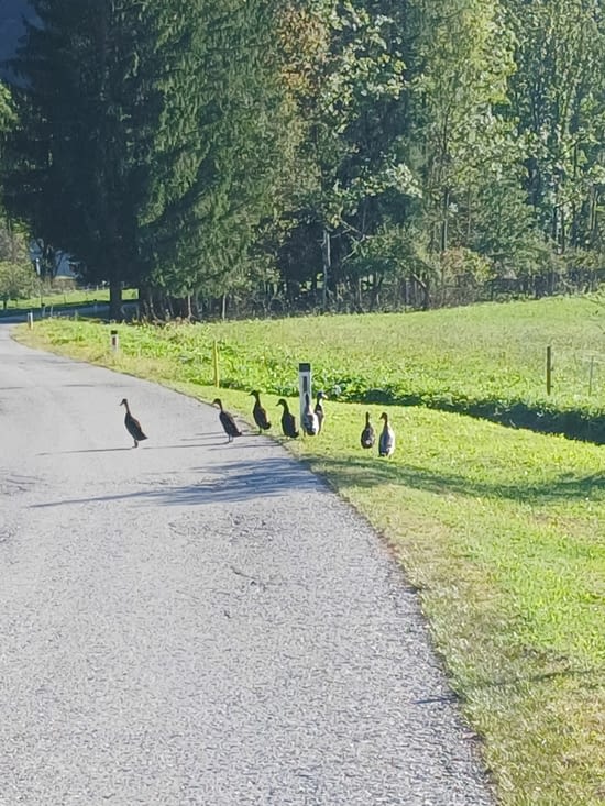 Canards autrichiens