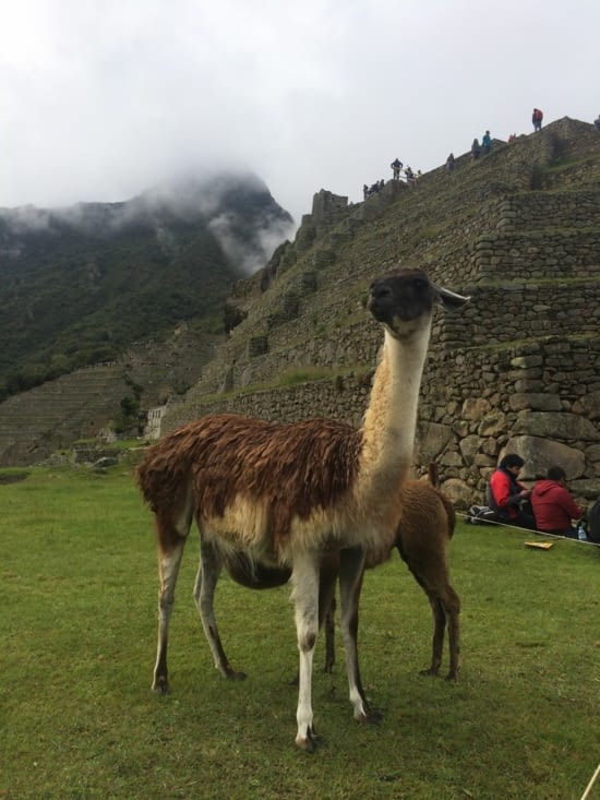 Les nouveaux locataires de la cité