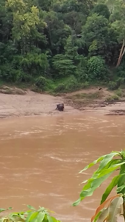 Des éléphants en prenant mon petit déj à Pakbeng