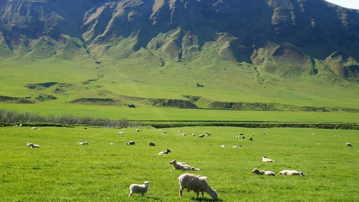 Un condensé de l'Islande sur le chemin : du vert et surtout des moutons !