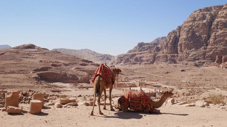 Petra et ses chameaux