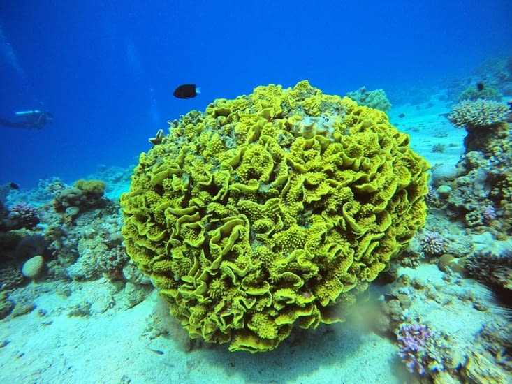 Très beau corail et son éclatante couleur