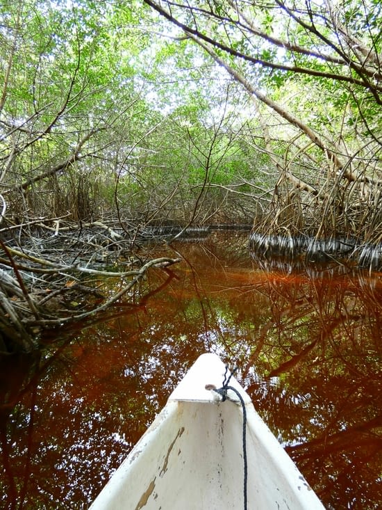 Canoé dans la mangrove