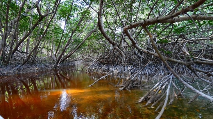 Les couleurs orangées de la mangrove