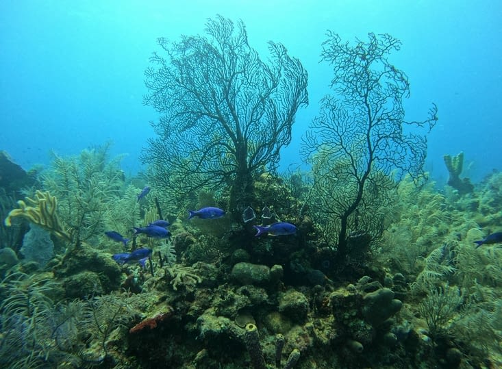 Un des très beaux coraux bélizien