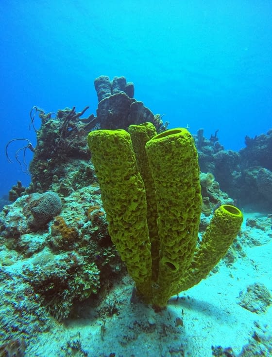 Un corail au jaune pétant