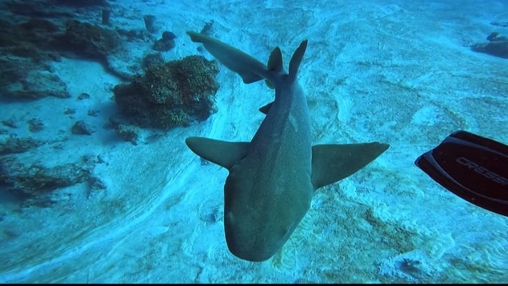 Un requin juste devant ma palme