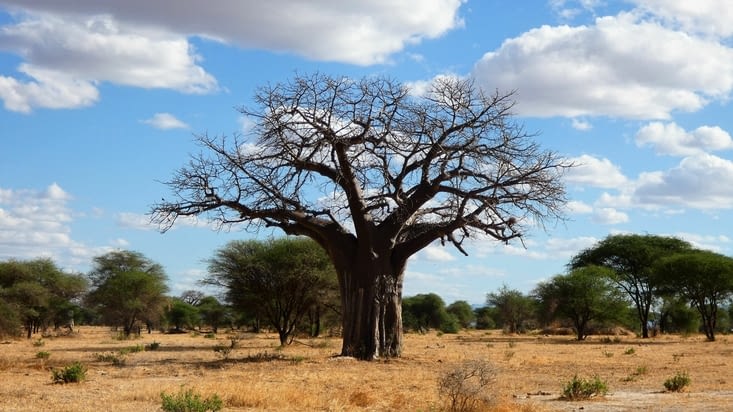 Le fameux baobab, emblématique du Tarangire