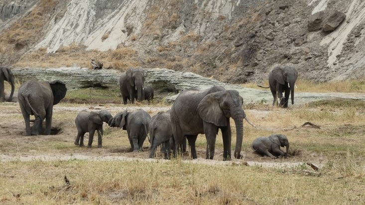 Premier troupeau d'éléphant, plusieurs dizaines !