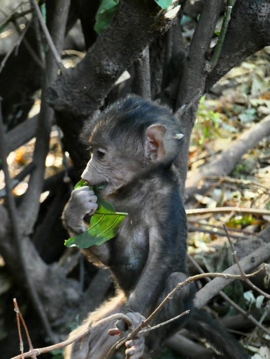 Un bébé babouin en plein repas ^^