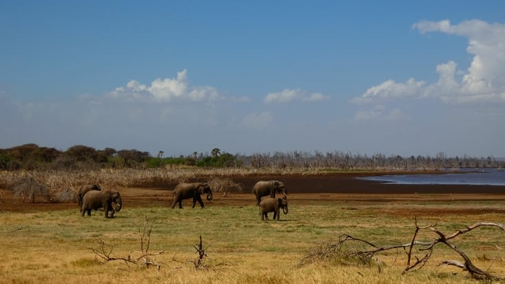 Un troupeau d'éléphant se déplaçant vers le lac
