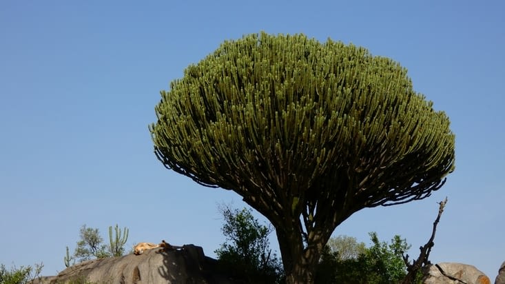 Deux lionnes au pied d'un magnifique cactus typique de Tanzanie