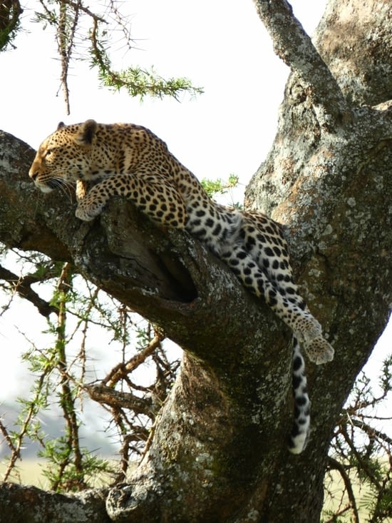 Un léopard, lui aussi relax