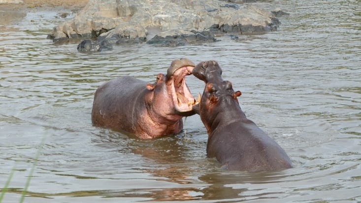 Deux hippos qui se battent