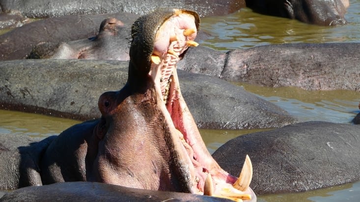 L'impressionnante gueule d'un hippo