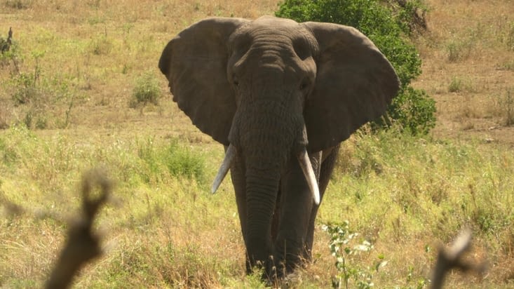 L'éléphant le plus impressionnant de notre safari