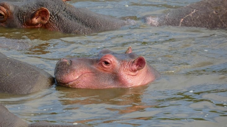 Un adorable bébé hippo