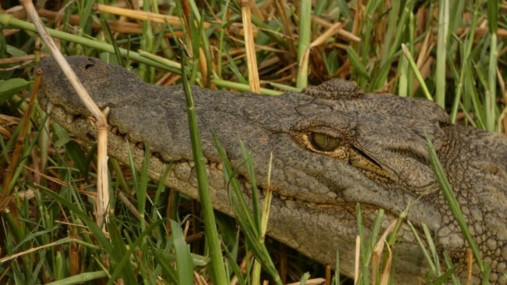 Un crocodile du Nil