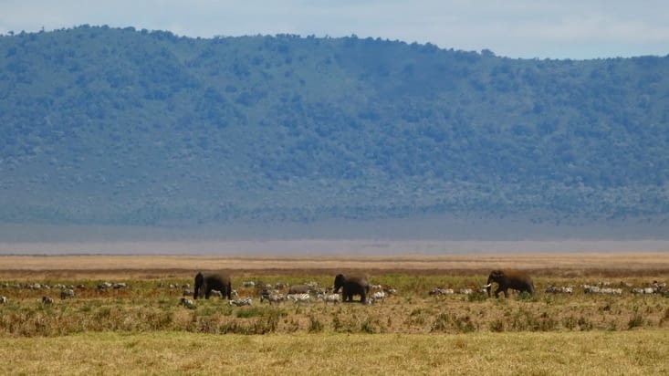 3 éléphants et leurs longues défenses et un rhino au milieu