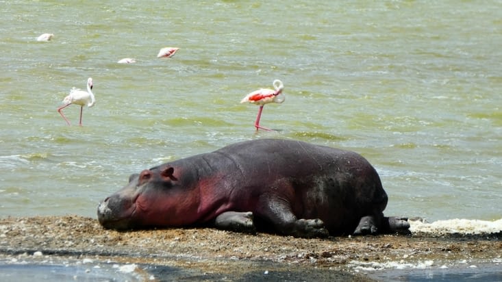 Un hippo bien tranquille avec des flamants roses