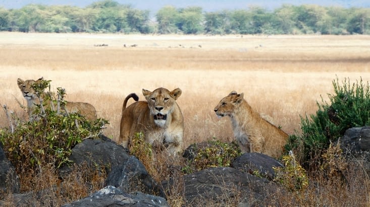 Une famille de lion avec deux lionceaux !