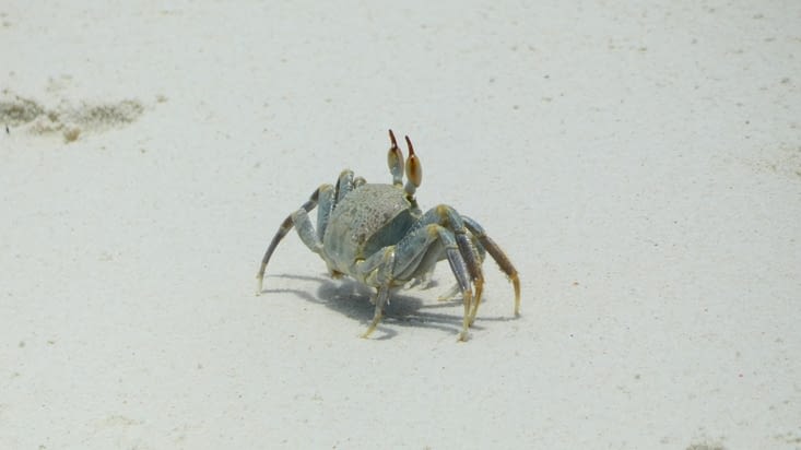 Un crabe trouvé à Zanzibar